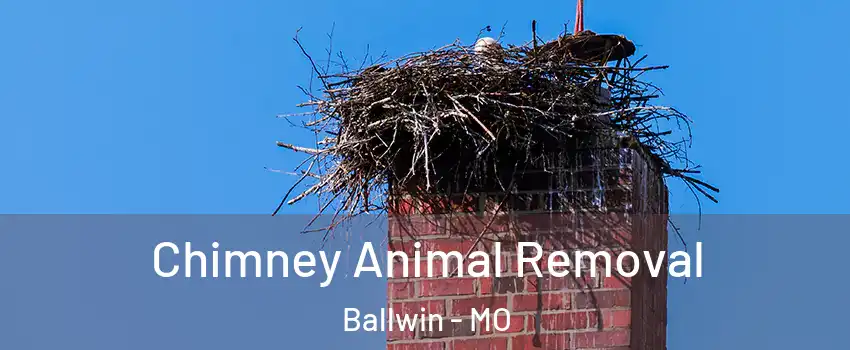  Chimney Animal Removal Ballwin - MO