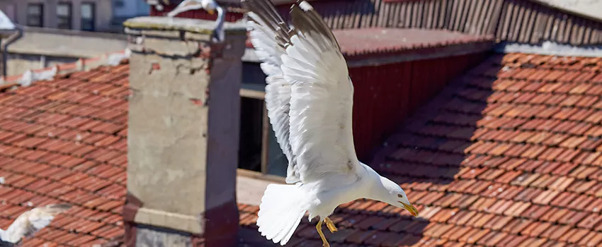 Residential Chimney Animal Removal Solution in Ballwin, MO